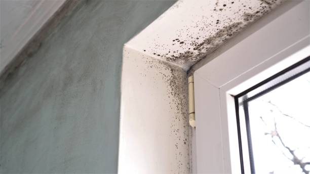 Chilhowie, VA Mold Removal Company