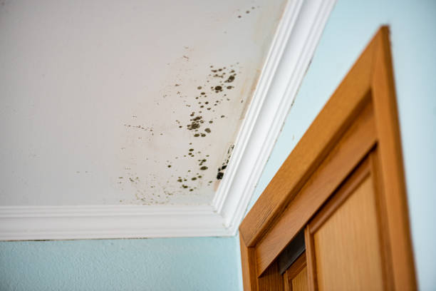 Best Water Damage Restoration  in Chilhowie, VA