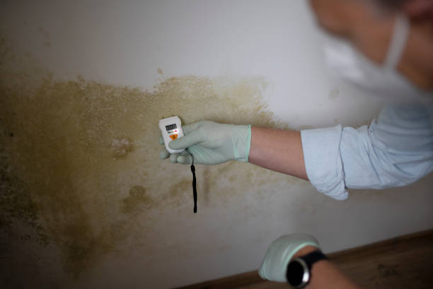 Best Fast Mold Removal  in Chilhowie, VA