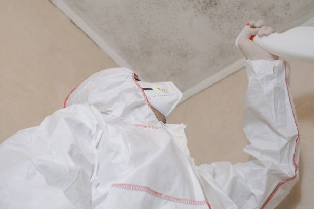 Best Mold Removal Near Me  in Chilhowie, VA