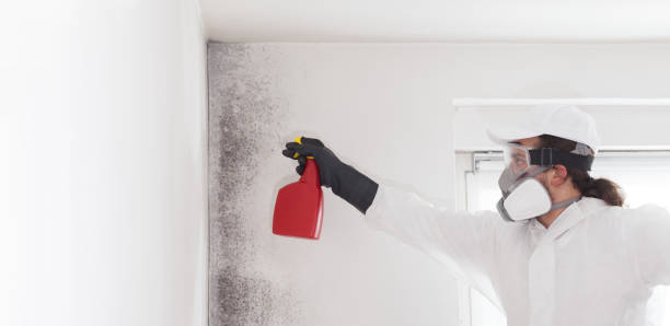 Trusted Chilhowie, VA Mold Removal Experts