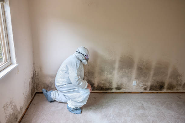 Best Professional Mold Removal  in Chilhowie, VA