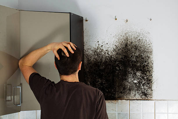 Best Mold Remediation  in Chilhowie, VA