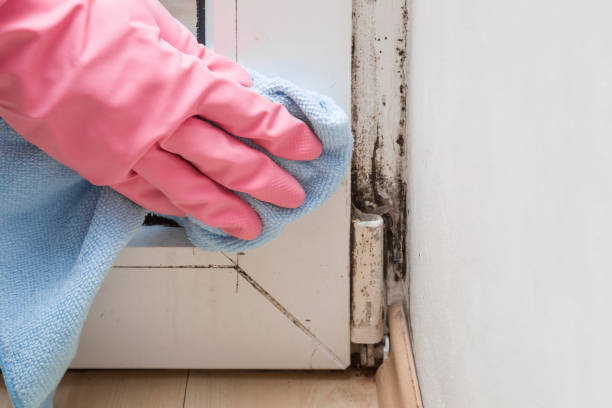 Best Home Mold Removal  in Chilhowie, VA